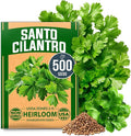 HOME GROWN Non GMO 500+ Cilantro Seeds (Fast Growing) Heirloom Coriander Seeds for Planting Indoors & Outdoors Santo Cilantro Herb for Kitchen Garden, High Germination