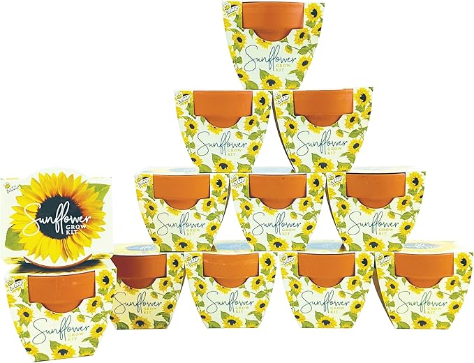 BUZZY Seeds All-in-One Sunflower Mini Terracotta Pot Grow Kits 12-Pack, Indoor Mini Garden Seed Starter, Grow Your Own Vibrant Flowers, DIY Plant Project, Gardening Gift, Party Favors