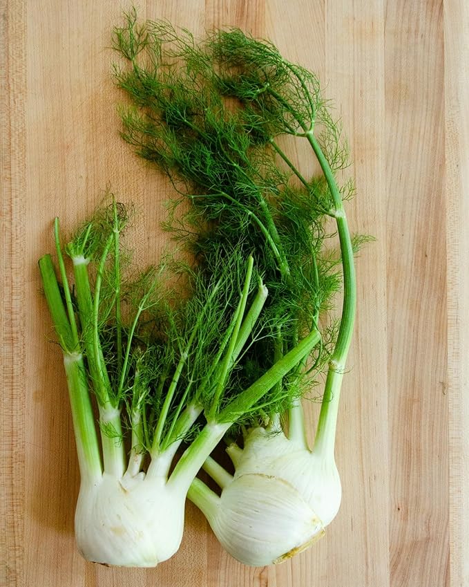 TomorrowSeeds - Florence Fennel Seeds - 500+ Count - for 2026 Planting USA Garden Vegetable Anise Licorice Italian Thyme Basil Spinach Herb Non-GMO Grow Your Own Home Farm Patio Healthy Sustainable