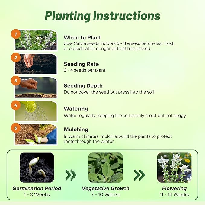 Outsidepride White Swan Salvia Seeds - 1,000 Pcs Annual, Compact, Heavy Blooming & Drought-Tolerant Sage Seeds for Planting Fragrant White Blooms for Butterfly & Hummingbird Gardens & Landscaping