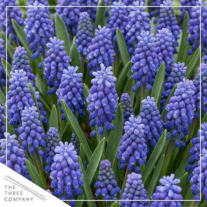Live Flowering Muscari Grape Hyacinth (4 Per Pack), Beautiful Spring Bulbs, Ships Dormant in 1 Pt Pot, Blooms in 3-5 Weeks