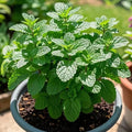 NYGardenia 1000 Mint Seeds – Fresh Green Herb for Kitchen Garden & Container Planting, Fast-Growing Variety