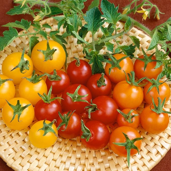 Colored Cherry Mix Hybrid Tomato 1 Oz ~6,800 Seeds – Non-GMO, F1 Hybrid – Indeterminate – Sweet Red, Yellow & Orange Cherry Tomatoes – 80 Days to Maturity – Garden, Raised Bed & Greenhouse