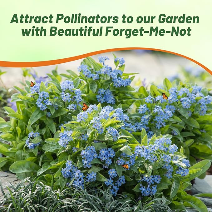 Outsidepride Blue Forget Me Not Seeds - 10000 Pcs Low Growing, Self-Sowing Perennial Flower Seeds for Planting Dense Blue Blooms & Upright Growth Habit for Meadows, Pollinator & Cottage Gardens