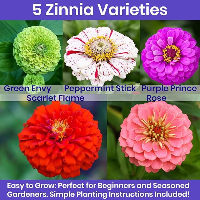 NatureZ Edge Zinnia Seeds for 2026 Planting Outdoors, Over 650 Flower Seeds, 5g, Non GMO Made in USA, Bulk Semillas De Flores para Sembrar, Variety Mix, Easy to Grow Zinnia Seed Mix