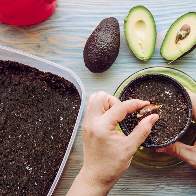 Organic Avocado Tree Potting Soil Mix 1qt, Enhance Growth and Transplant Success for Avocado Plants
