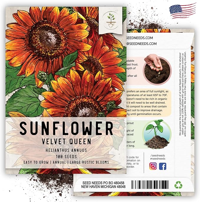 Seed Needs Velvet Queen Sunflower Seeds for Planting Red-Orange Flowers - Heirloom & Open Pollinated Flower Seed to Plant an Outdoor Butterfly Garden (1 Pack)