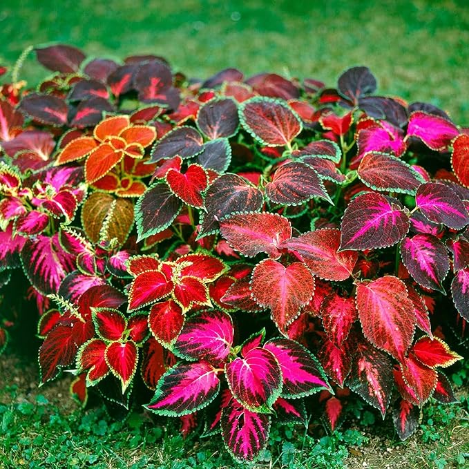 155+ Coleus Rainbow Mix Seeds for Planting Outdoor-Perennial Beautiful Flower Plant in Your Home Garden Attractive and Colorful