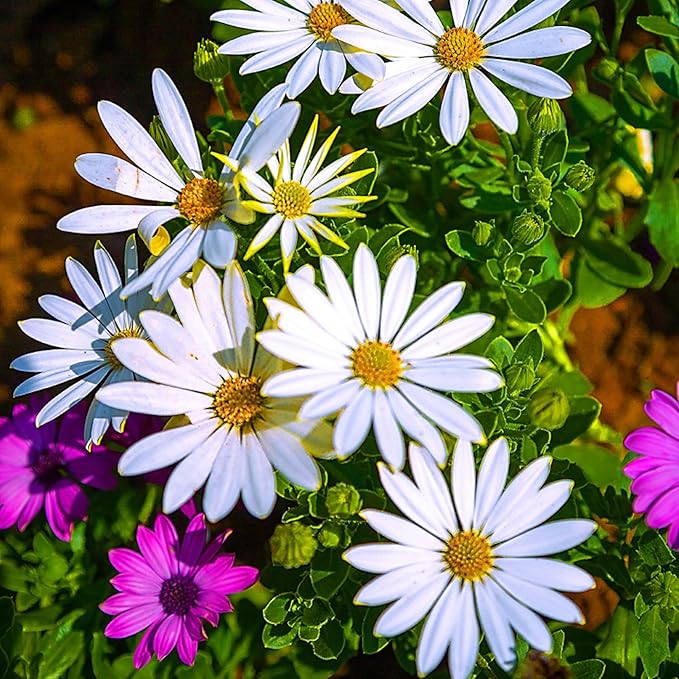 Mixrug African Daisy Seeds for Planting, 150pcs Osteospermum Daisy Seeds Non-GMO Heirloom Perennial Rare Colorful Flower Plants, Open Pollinated Beauty Home Garden Flowers for Outdoors