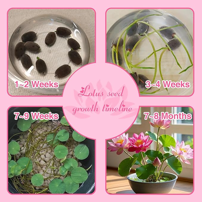 200pcs Lotus Seeds for Planting - 10 Unique Varieties, Mixed Colors Loto de Cuenco Semillas, Includes Detailed Planting Guide, Perfect for Ponds, Water Gardens & Gifts, High Germination