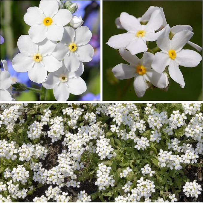 Seed Needs Forget Me Not Seeds for Planting White Myosotis Flowers - Heirloom & Open Pollinated Wildflowers to Plant an Outdoor Butterfly Garden to Attract Pollinators (1 Pack)