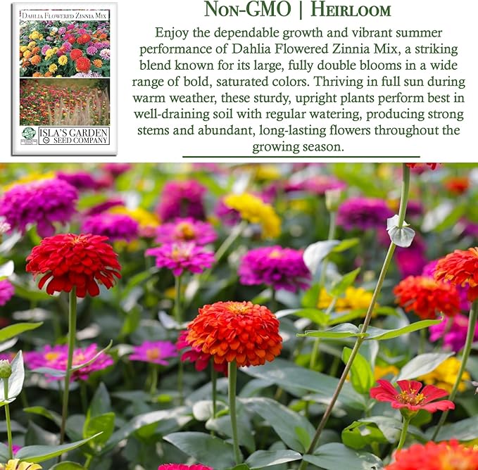 Dahlia Flowered Zinnia Mix Seeds (Zinnia elegans) – 500+ Non-GMO Heirloom Seeds by Isla’s Garden Seeds, Stunning Large Blooms, Vibrant Cut Flowers, Attracts Pollinators, Easy to Grow, Gardening Gift
