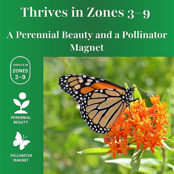 TKE Farms & Gardens - Butterfly Milkweed Seeds for Planting, 100+ Heirloom Non-GMO Seeds, Grow Vibrant Orange Flowers That Attract Monarch Butterflies, Easy Instructions Included, 1 Packet