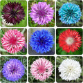 3200+ Mix Cornflower Seeds for Planting - Non-GMO Bachelor Button Flower Seeds Garden Outdoor,Perennial Plant Seeds