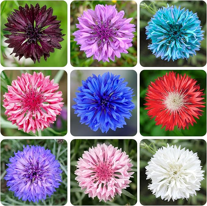 3200+ Mix Cornflower Seeds for Planting - Non-GMO Bachelor Button Flower Seeds Garden Outdoor,Perennial Plant Seeds