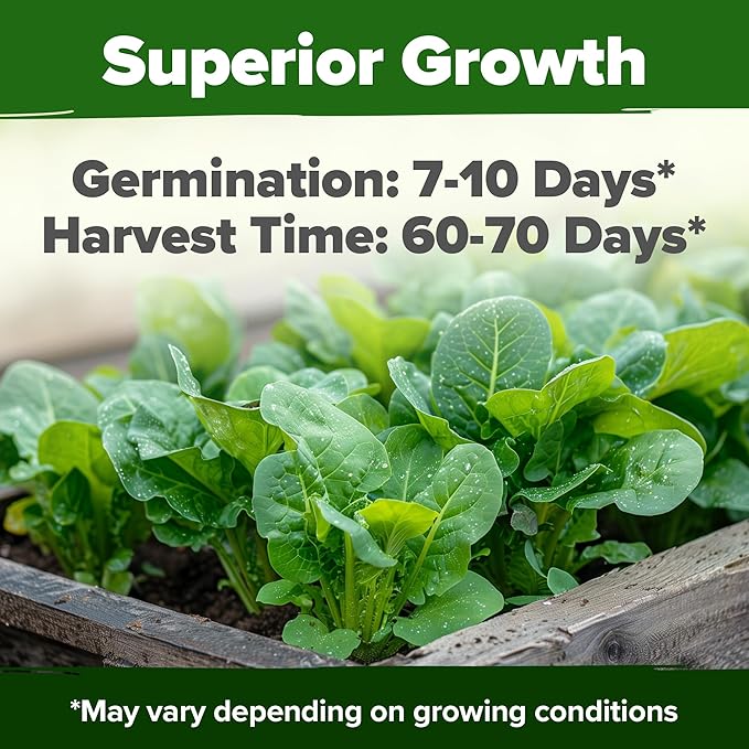 HOME GROWN Romaine Lettuce Seeds, Paris Island Bulk 7000 & Arugula 4350 & Bloomsdale Spinach 704