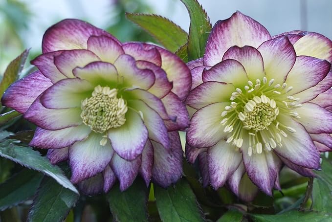 Perennial Farm Helleborus x Hybridus Winter Jewels® ‘Rose Quartz’ (Lenten) – Live Lenten Rose in Quart, Double Pale Pink Blooms with Dark Edges, Shade-Loving, Deer Resistant, Spring Interest