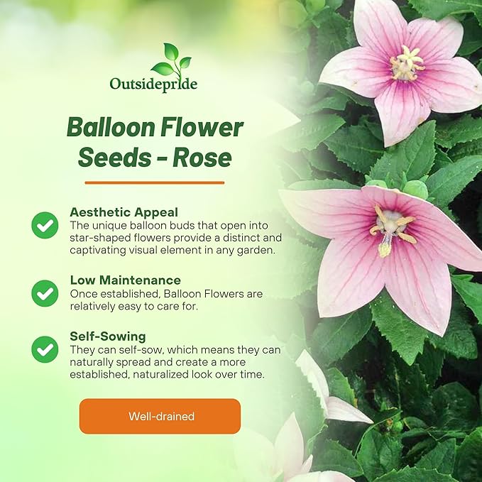 Outsidepride Rose Balloon Flower Seeds for Planting – 1000 Pcs Perennial, Drought-Tolerant, Easy to Grow, Low Maintenance, Pollinator-Friendly, Star-Shaped Blooms for Outdoor Gardens and Borders