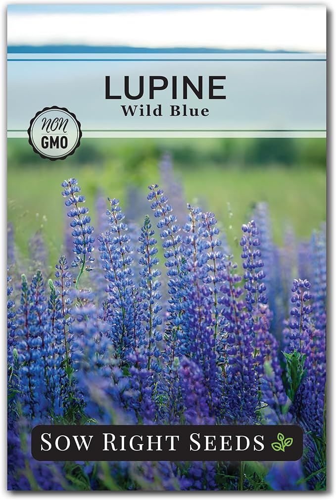 Sow Right Seeds - Wild Blue Lupine Seeds for Planting - Non-GMO Heirloom Perennial - Easy to Grow - Beautiful Purple Flowers for Gardens and Landscapes - Ideal for Bee and Butterfly Attraction (1)