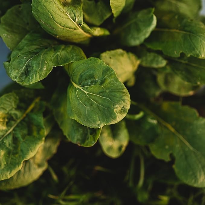 Komatsuna Tendergreen Spinach Mustard - 500 Seeds - Heirloom Variety, Non-GMO Vegetable Seeds for Planting Outdoors in The Home Garden