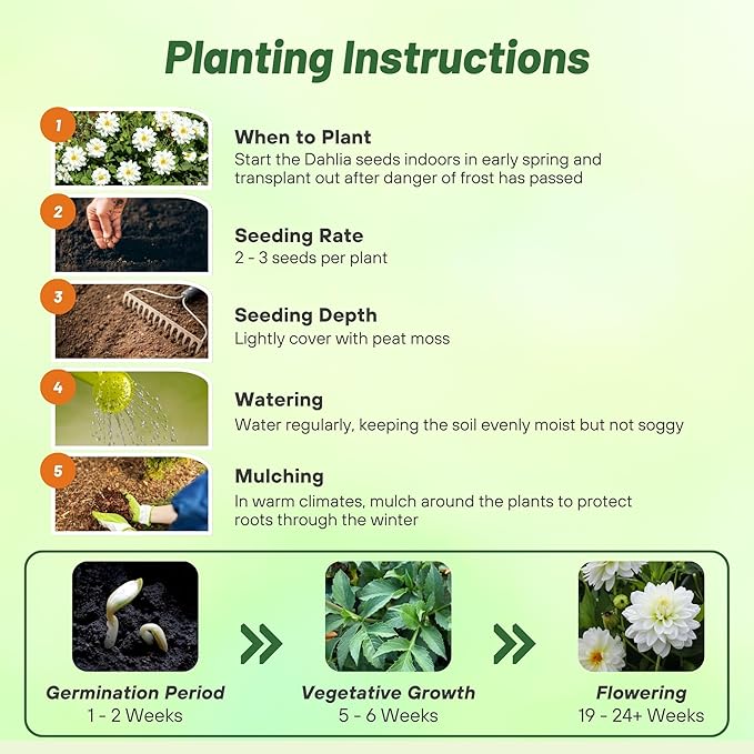 Outsidepride Opera White Dahlia Seeds for Planting - 200 Pcs Annual, Easy to Grow, Season-Long Flower Seeds with Colorful Blooms for Containers, Pots, Borders, & Gardens, Suitable as Cut Flower