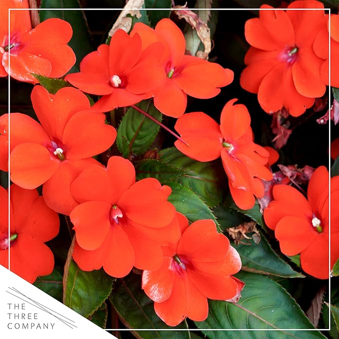 Live Flowering New Guinea Impatiens - Orange (2 Plants Per Pack), Beautiful Shade Flowers, 12" Tall by 5" Wide in 1 Qt Pot