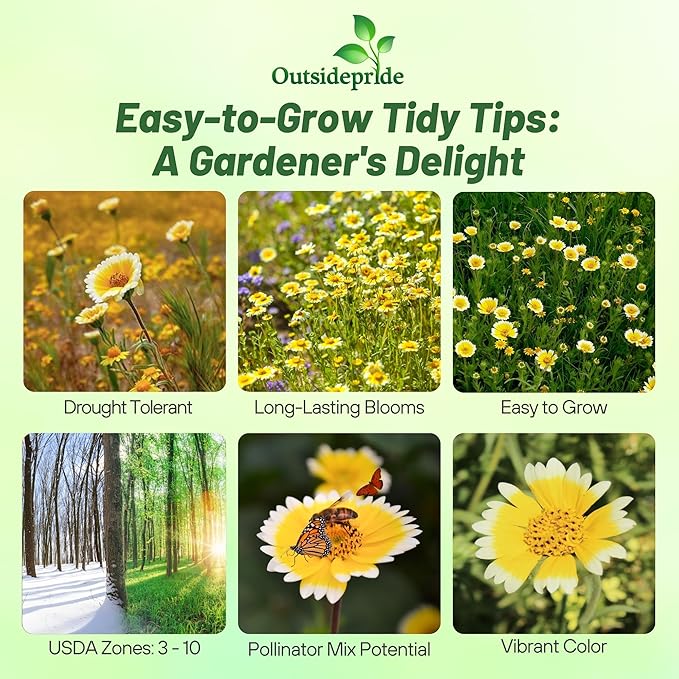 Outsidepride Tidy Tips Seeds - 1/2 lb Annual Dazzling Golden-Yellow & White Blooms, Drought Tolerant, Self-Seeding, Ideal for Rock Gardens, Flower Boxes, Borders, Xeriscape & Low-Water Landscapes
