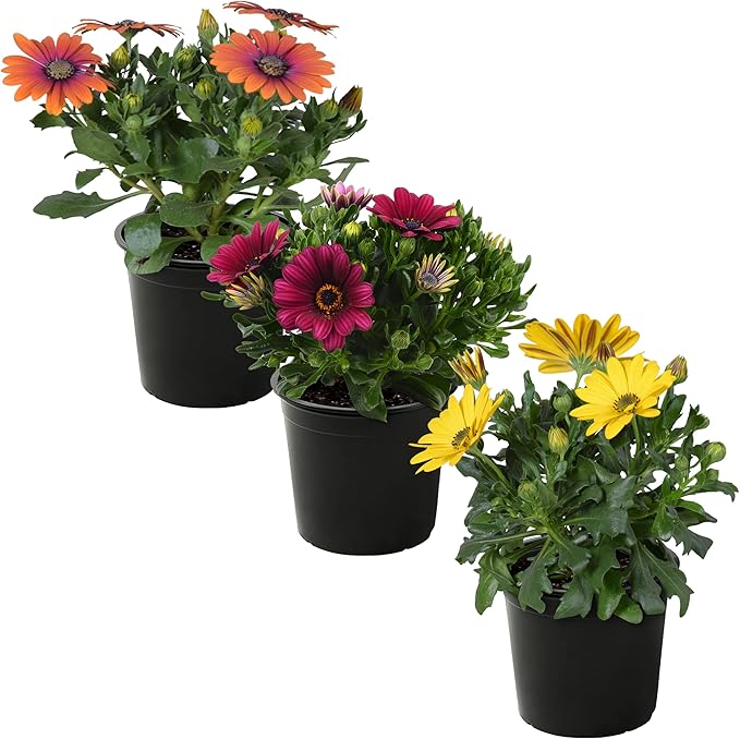 Live Flowering Osteospermum Plant - Grower's Choice Assorted Colors (3 Plants Per Pack) - Beautiful African Daisies - Early Spring Color - 12" Tall by 5" Wide in 1 Qt Pot