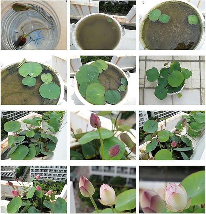 20pcs Mixed Pink, Red & Green Color Bowl Lotus Seeds for Planting Beautiful Water Plants for Indoor Bonsai, Outdoor Ponds (Lotus Seeds (for Germination))