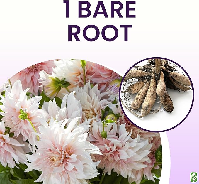 Cafe Au Lait - Dinner Plate Dahlia - 5 Gallon Size Bareroot Tuber Yellow - Stunning Large Blooms for Spring Planting 2025 - Perfect for Gardens and Floral Arrangements
