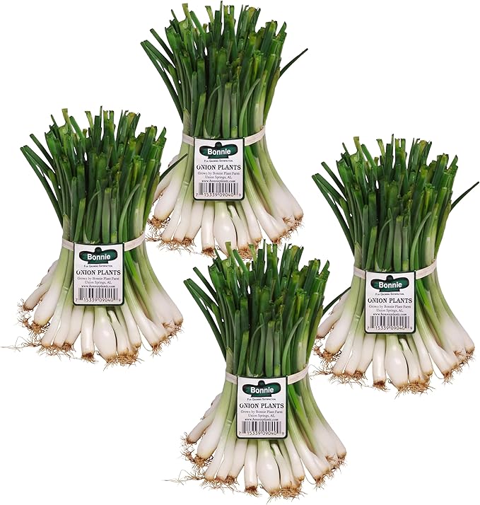 Bonnie Plants Candy Onion, Live Plant, Day-Neutral Onion Set, Disease-Resistant Sweet Onion Ideal for Raised Beds and In-Ground Gardens, 4-Pack