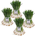 Bonnie Plants Sweet Jumbo Onion, Live Plant, Onion Set, Long-Day Variety Ideal for Raised Beds and In-Ground Gardens, 4-Pack
