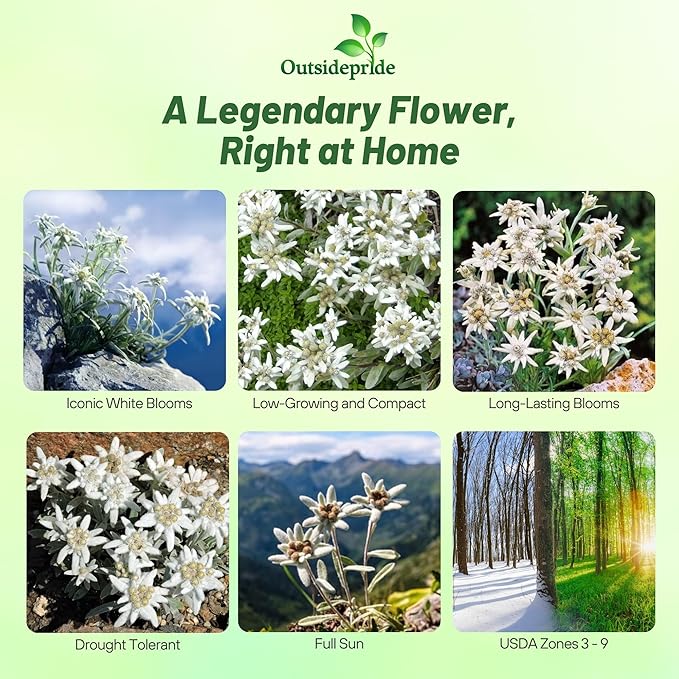 Outsidepride Edelweiss Seeds - 5000 Pcs. Perennial, Drought-Tolerant & Easy to Grow, Ground Cover Seeds for Planting Silvery Foliage & Clustered Wooly White Blooms for Xeriscaping & Versatile Uses