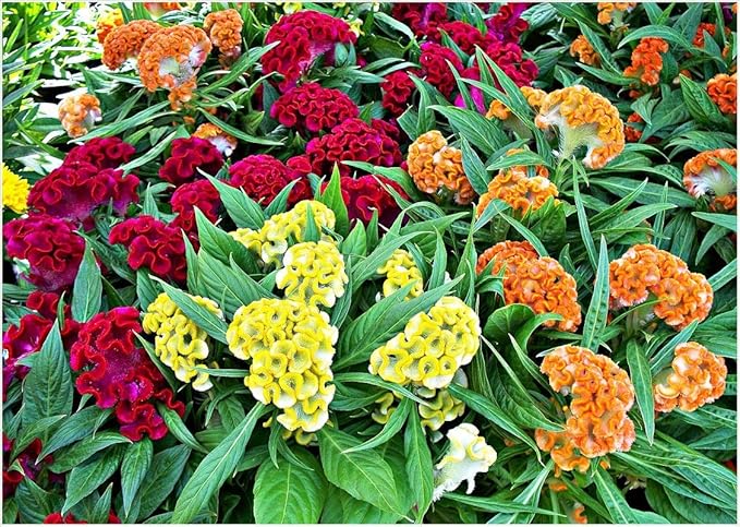 SeedsUP - 150+ Seeds Cockscomb Mix - Celosia Varieties Crested West Indian Toreador - Flower Multicolor