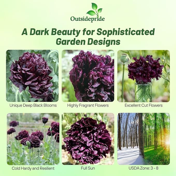 Outsidepride Peony Black Poppy Seeds for Planting - 10,000 Pcs Annual, Drought-Tolerant & Easy to Grow Wildflower Seeds with Vibrant Dark Burgandy Blooms for Landscaping, & Pollinator Garden