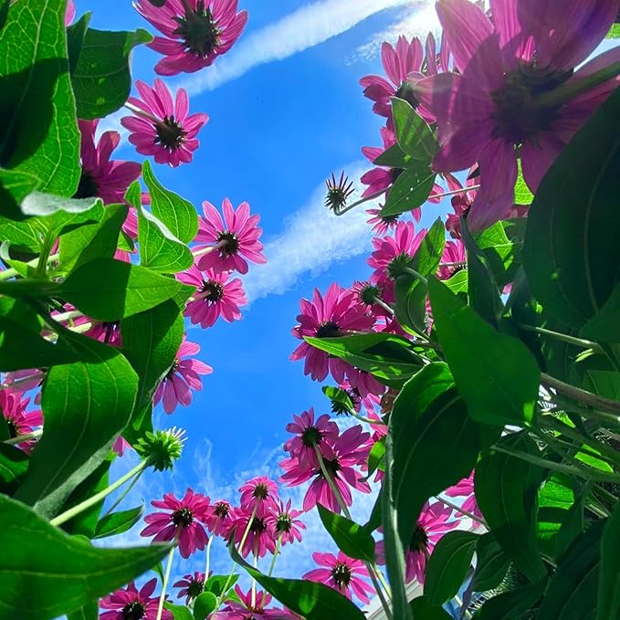 1000pcs Echinacea Coneflower Seeds for Planting, Non-GMO Heirloom Perennial Rare Echinacea Flower Plant Seeds, Landscape Hardy Garden Flowers for Outdoors