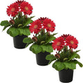 Live Flowering Gerbera Daisies - Shades of Pink (3 Plants Per Pack) - Beautiful Spring Flowers - 12" Tall by 5" Wide in 1 Qt Pot
