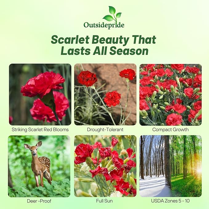 Outsidepride Scarlet Carnation Seeds - 1000 Pcs Biennial, Easy to Grow Flower Seeds for Planting with Fragrant Blooms, Ideal for Pollinators, Cutting Gardens, Bouquets, & Floral Arrangements