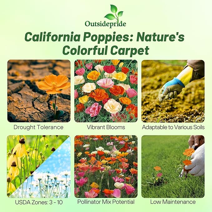 Outsidepride Mission Bells California Poppy Seed Mix - 10000 Pcs Annual Eschscholzia Wildflower Seeds w/Double Bi-Colored Blooms for Colorful Gardens, Borders, Meadows & Pollinator-Friendly Spaces