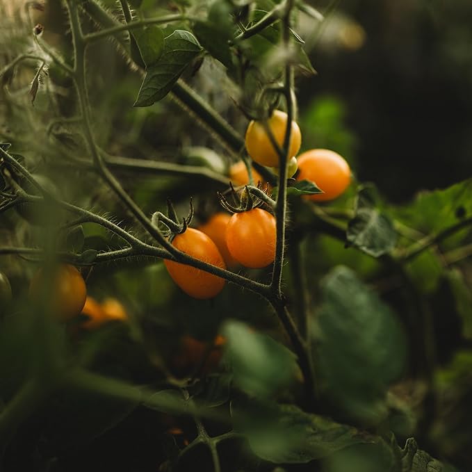 Blondkopfchen Yellow Cherry Tomato - 50 Seeds - German Heirloom Tomato Variety, Easy-to-Grow and Sweet, USA-Grown, Non-GMO Vegetable Seeds for Planting Outdoors in The Garden, Thresh Seed Company