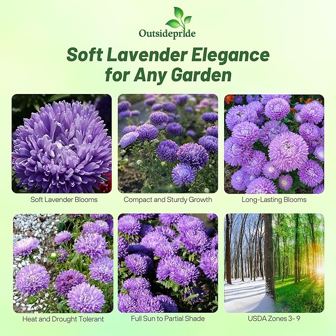 Outsidepride Gremlin Aster Seeds - 2000 Pcs. Annual, Hardy & Pollinator Friendly Flower Seeds for Planting Vibrant Lavender Blooms and Oval-Shaped Leaves, Great for Meadows & Aesthetic Gardens