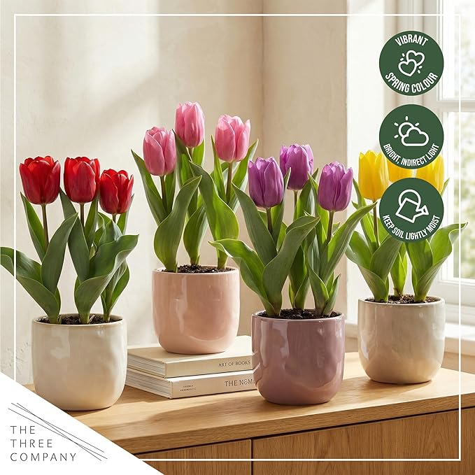 Live Flowering Tulip (4 Per Pack) - Assorted Colors, Beautiful Spring Bulbs, Ships Dormant in 1 Pint Pot, Blooms in 2-3 Weeks