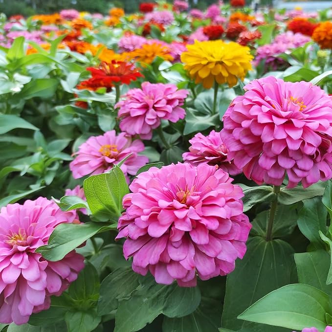 LUOJIBIE Zinnia Seeds, California Giants Mix, 1,0000+ Bulk Garden Flower Seeds for Planting Outdoors, Mixed Colors and Large Blooms, Attracts Pollinators, Easy to Grow