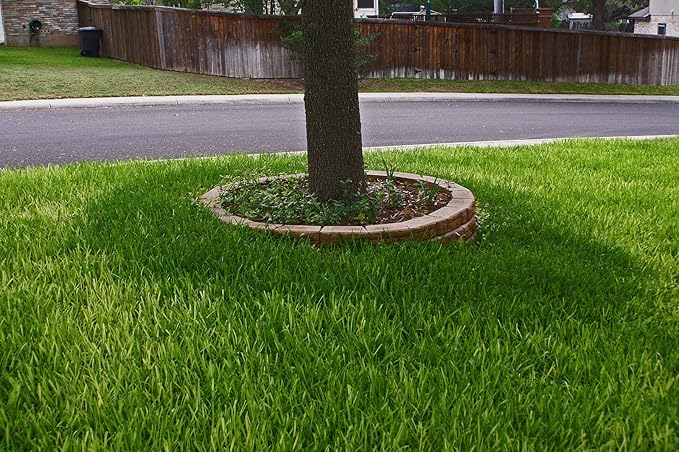 St. Augustine 'Floratam' 3 Inch Sod Plugs - 3 Extra Large Live Plugs - Drought, Salt and Shade Tolerant Turf Grass