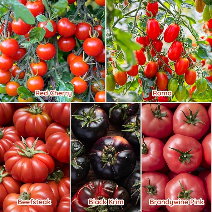 10 Heirloom Tomato Seed Varieties Packet - Non-GMO, Open Pollinated Seeds for Planting Home Garden - Beefsteak, Roma, San Marzano, Cherokee Purple, Cherry Tomatoes & More