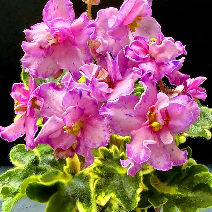 African Violet Flower Seeds for Planting, 300pcs African Violet Perennial Flower Seeds Non-GMO Heirloom Rare Plants, Open Pollinated Beauty Home Garden for Outdoors