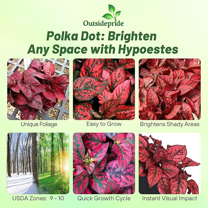 Outsidepride Splash Select Red Hypoestes Seed for Planting - 50 Pcs Perennial Polka Dot Plant Seeds w/Variegated Foliage for Containers, Hanging Baskets, Small Gardens, Both Indoors & Outdoors