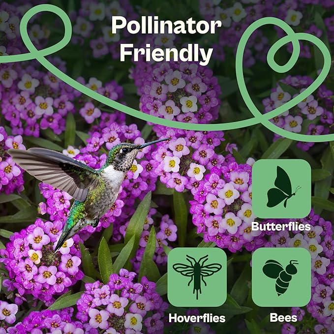 SVI 3000 Royal Carpet Sweet Alyssum Seeds (Lobularia maritima) – Sweet Alyssum Flower Seed Packets Bulk – Perfect Ground Cover Purple Flower Seeds for Outside, Containers, Borders