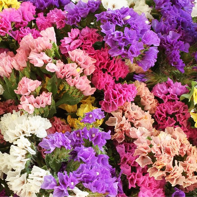 1000+ Perennial Limonium Statice Flower Seeds for Planting Non-GMO Heirloom Annual Limonium Cut Flower
