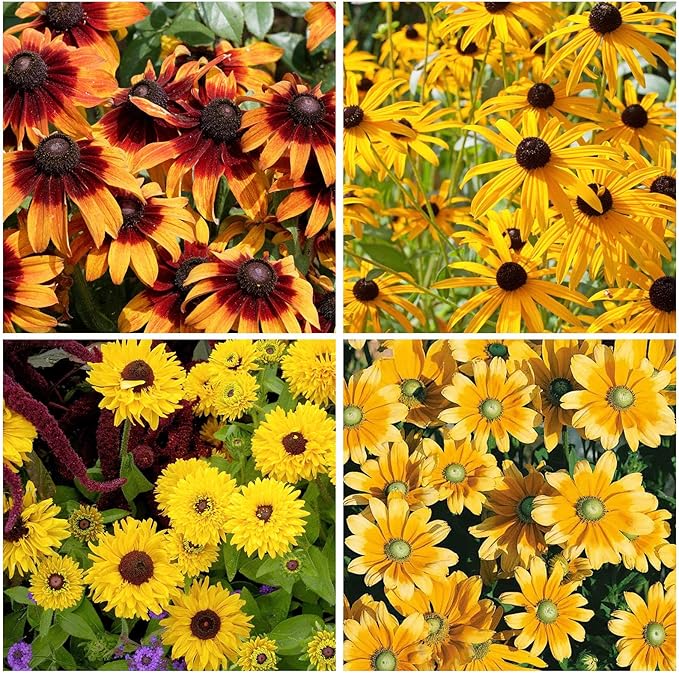 400+ Black Eyed Susan Seeds for Planting - Perennial Yellow Flowers, Ideal for Garden & Wildflower Landscapes